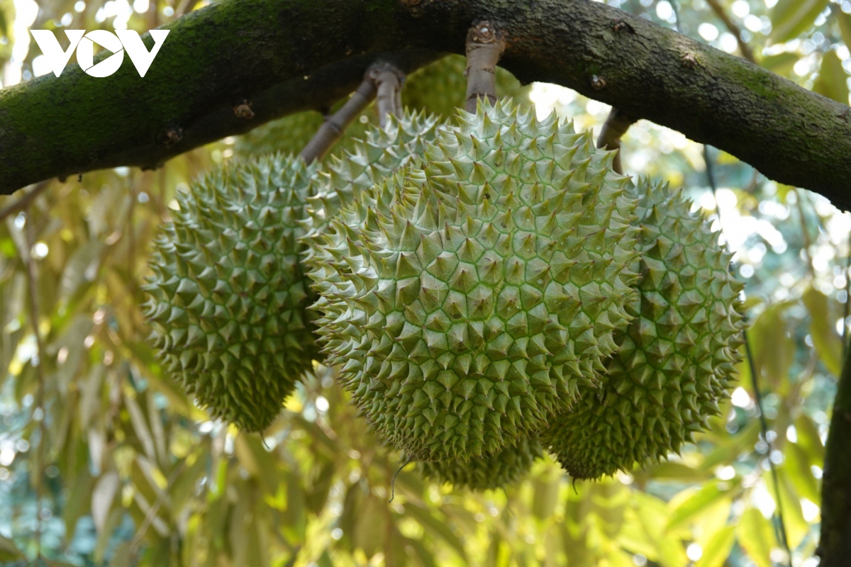 Sẽ xử lý nghiêm việc mua, bán sầu riêng non - Ảnh 1