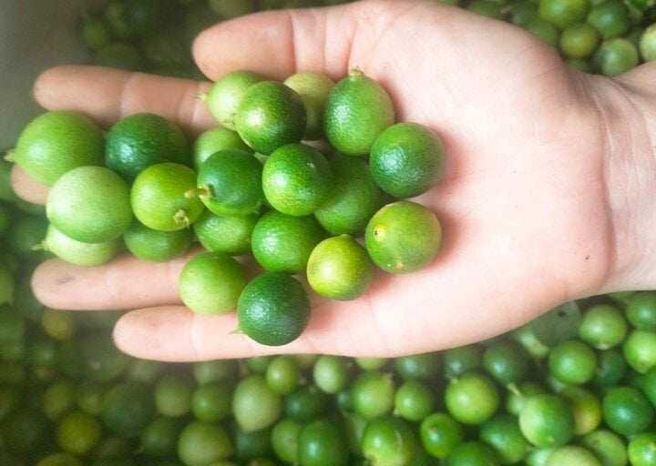 Chanh tí hon lên cơn sốt, cháy hàng liên tục - Ảnh 1