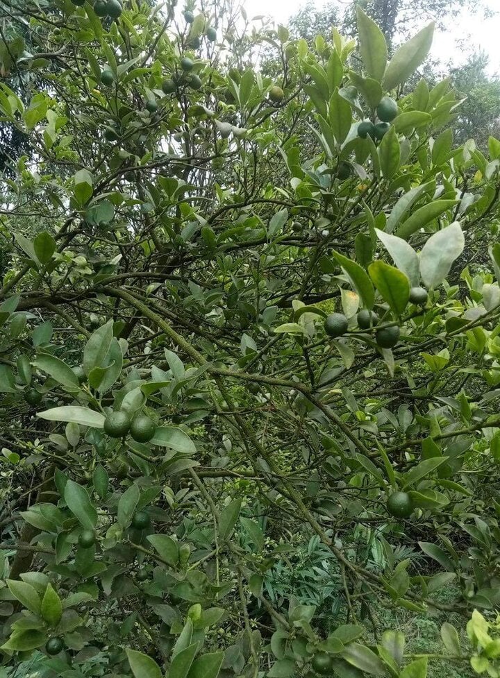 Chanh tí hon lên cơn sốt, cháy hàng liên tục - Ảnh 2
