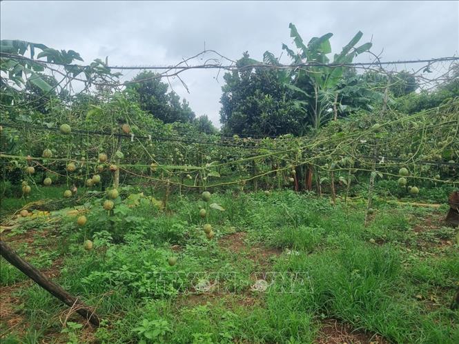 Thủ phủ chanh dây trước nguy cơ 'vỡ trận' - Ảnh 1