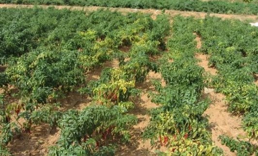 Trung Quốc và Lào đang mạnh tay thu mua một loại quả bán đầy chợ tại Việt Nam: Thu 18 triệu USD trong nửa đầu năm, đồng bằng sông Cửu Long là ‘thủ phủ’ - Ảnh 1