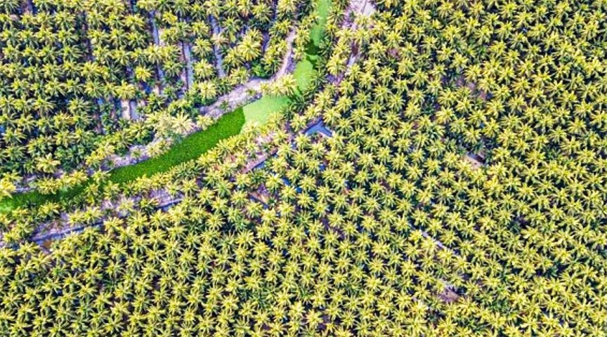 Dừa tươi Việt sắp có ‘visa’ sang Trung Quốc, người Thái lo mất miếng bánh tỷ USD giống sầu riêng - Ảnh 1