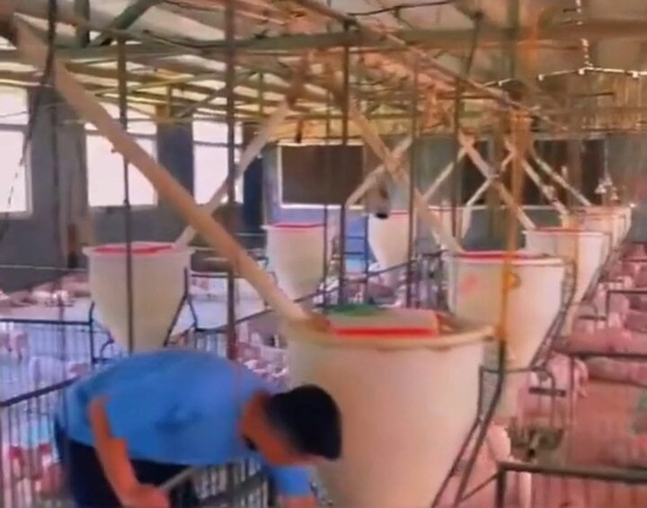 Cuộc sống 'quý tộc' của hơn 1 triệu con lợn trong 2 tòa nhà 26 tầng ở Trung Quốc - Ảnh 4