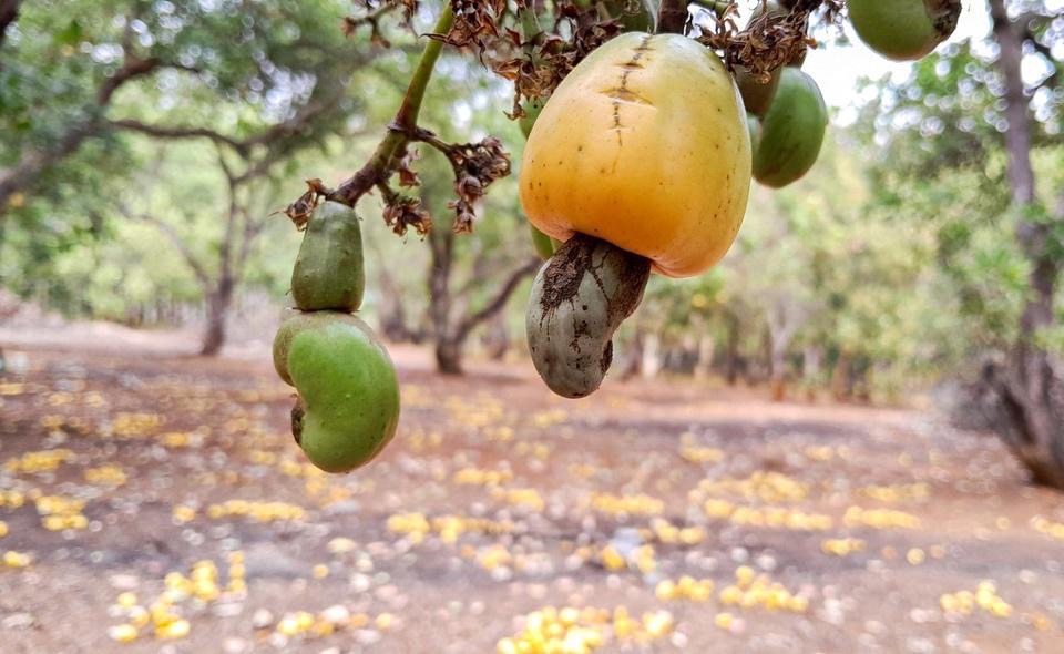 Một mặt hàng Việt Nam sản xuất, chế biến và cung ứng lớn hàng đầu thế giới, Anh tích cực gom hàng - Ảnh 2