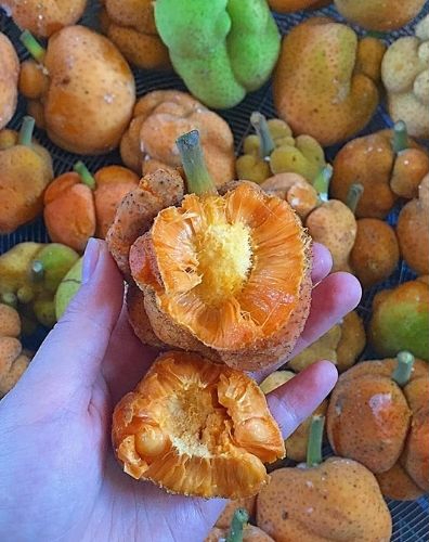 Loại quả có múi như mít nhưng kích cỡ "tí hon", xưa rụng đầy sân giờ thành đặc sản khó tìm - Ảnh 5