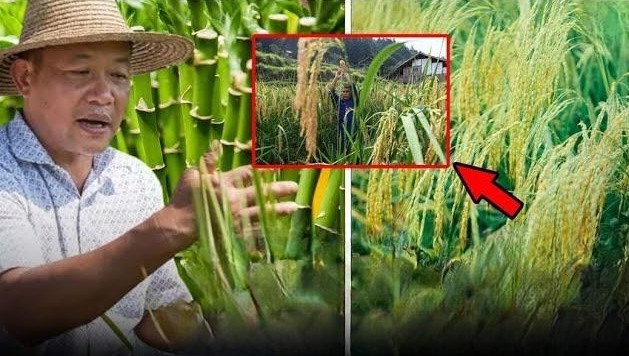 Loài cây ít nhất 10 năm mới trổ hoa 1 lần, tạo nên loại hạt “thực phẩm của phượng hoàng”, giá bao nhiêu? - Ảnh 1