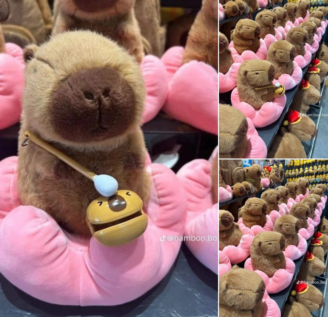 Vì sao chuột Capybara được giới trẻ Việt săn lùng, mê điên đảo? - Ảnh 11