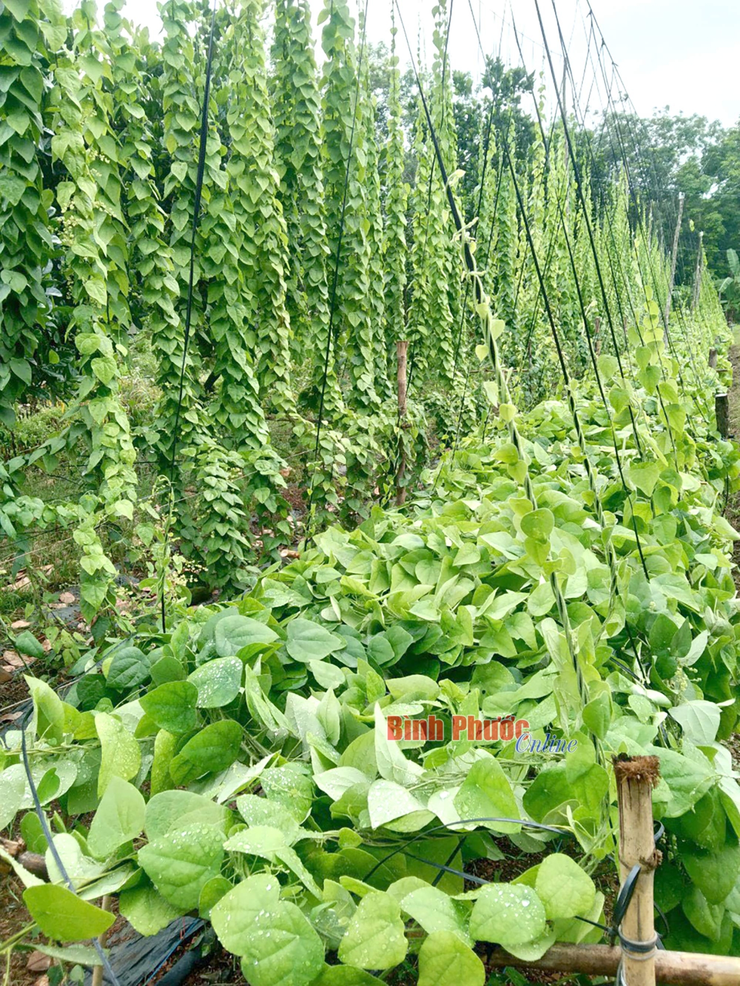 Trồng loại lá "không bao giờ ế", cứ ra vườn hái là có tiền, nông dân kiếm 2 tỷ/năm - Ảnh 2