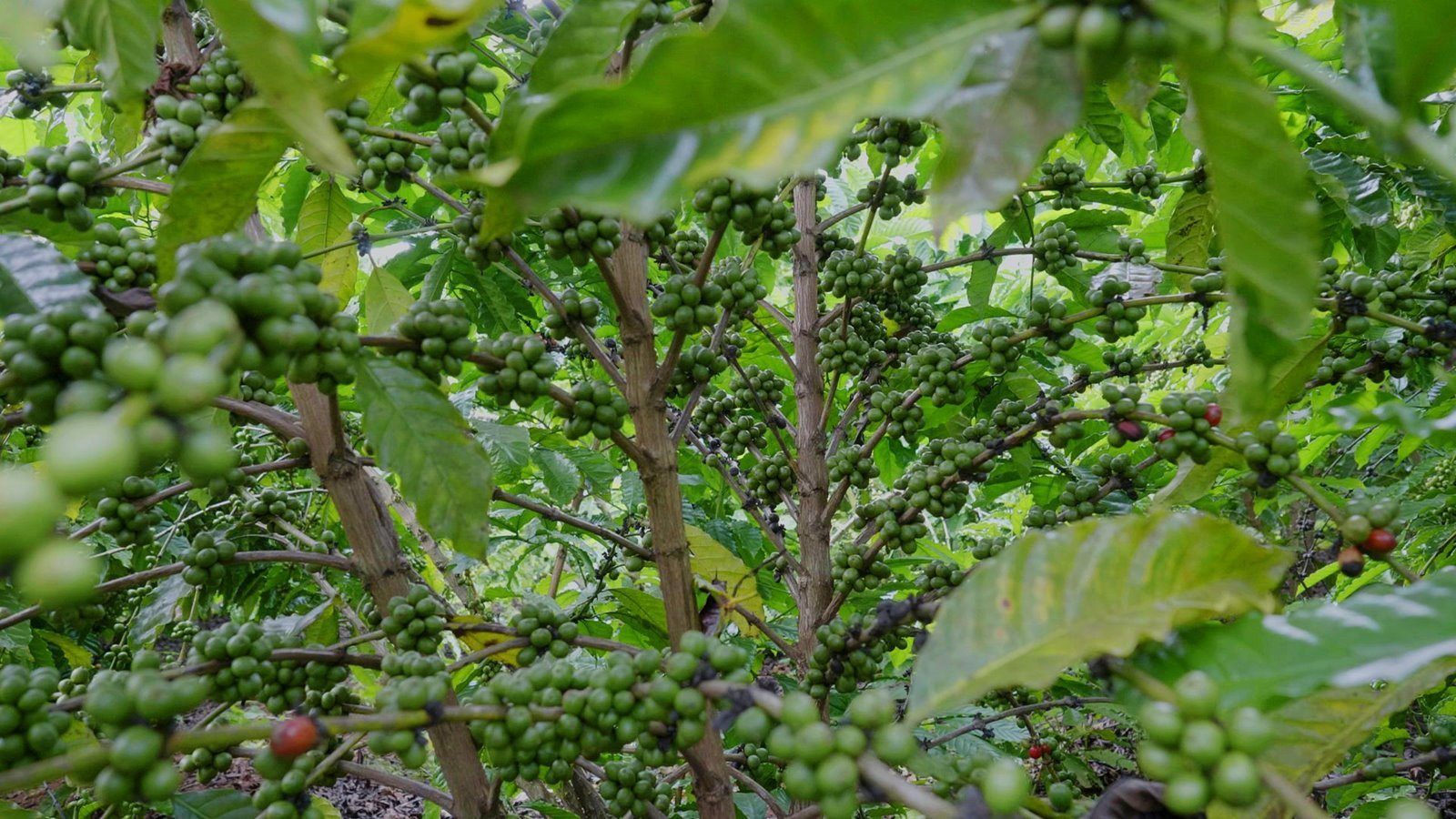 Báu vật tỷ đô của Việt Nam sắp phá kỷ lục về giá, dễ vượt đích 5 tỷ USD trong năm nay - Ảnh 1