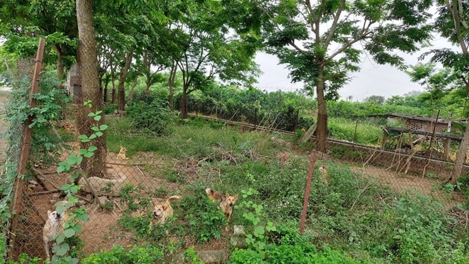 Vùng đất ở Hà Nội trồng loại cây là "vàng lộ thiên", người dân phải nuôi chó, lắp camera để canh giữ - Ảnh 3
