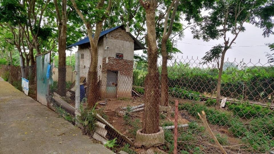 Vùng đất ở Hà Nội trồng loại cây là "vàng lộ thiên", người dân phải nuôi chó, lắp camera để canh giữ - Ảnh 1