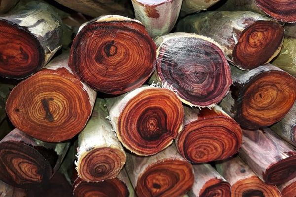 Vùng đất ở Hà Nội trồng loại cây là "vàng lộ thiên", người dân phải nuôi chó, lắp camera để canh giữ - Ảnh 2