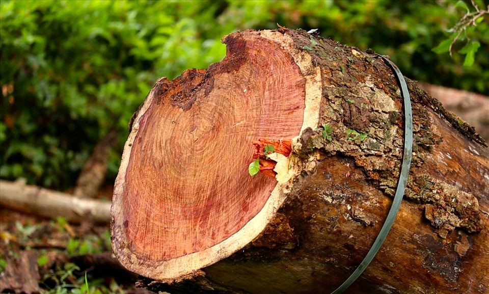 Vùng đất ở Hà Nội trồng loại cây là "vàng lộ thiên", người dân phải nuôi chó, lắp camera để canh giữ - Ảnh 4