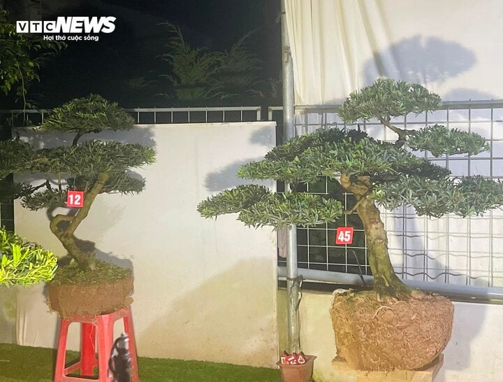 Thức đêm livestream bán cây cảnh, thu hàng chục triệu đồng mỗi tối - Ảnh 2