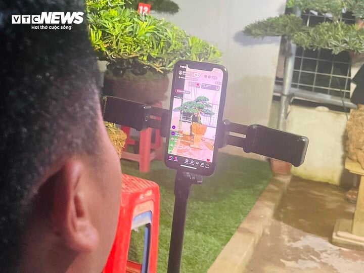 Thức đêm livestream bán cây cảnh, thu hàng chục triệu đồng mỗi tối - Ảnh 3