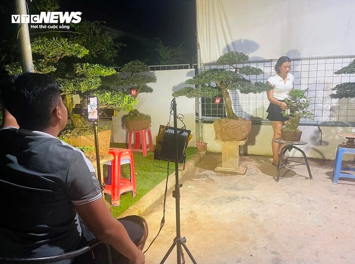 Thức đêm livestream bán cây cảnh, thu hàng chục triệu đồng mỗi tối - Ảnh 1