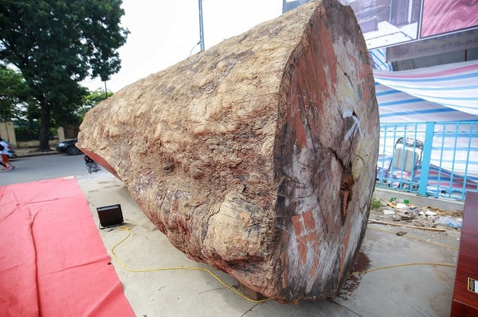 Loại gỗ quý giá trị tăng theo đường kính thân: Khúc gỗ 5.000 năm tuổi được rao bán 10 tỷ đồng tại Hà Nội - Ảnh 1