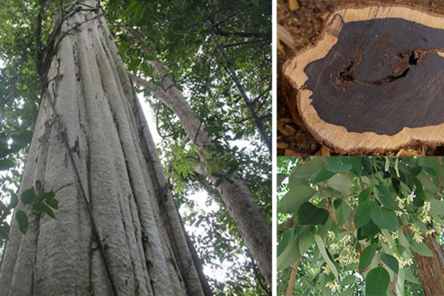 Loại gỗ quý giá trị tăng theo đường kính thân: Khúc gỗ 5.000 năm tuổi được rao bán 10 tỷ đồng tại Hà Nội - Ảnh 2