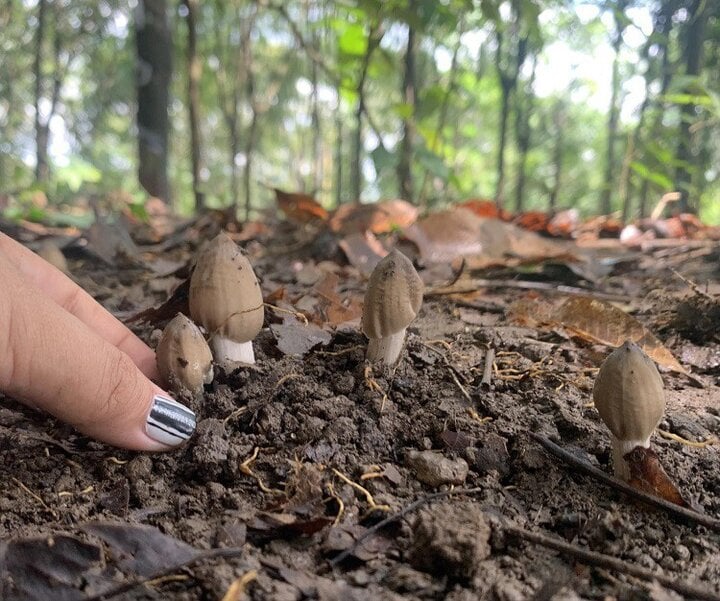 Hốt bạc nhờ hái 'lộc trời' chỉ xuất hiện mỗi năm một lần - Ảnh 2