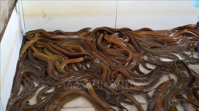 Nông dân 'lao đao' khi giá lươn thương phẩm giảm mạnh - Ảnh 1