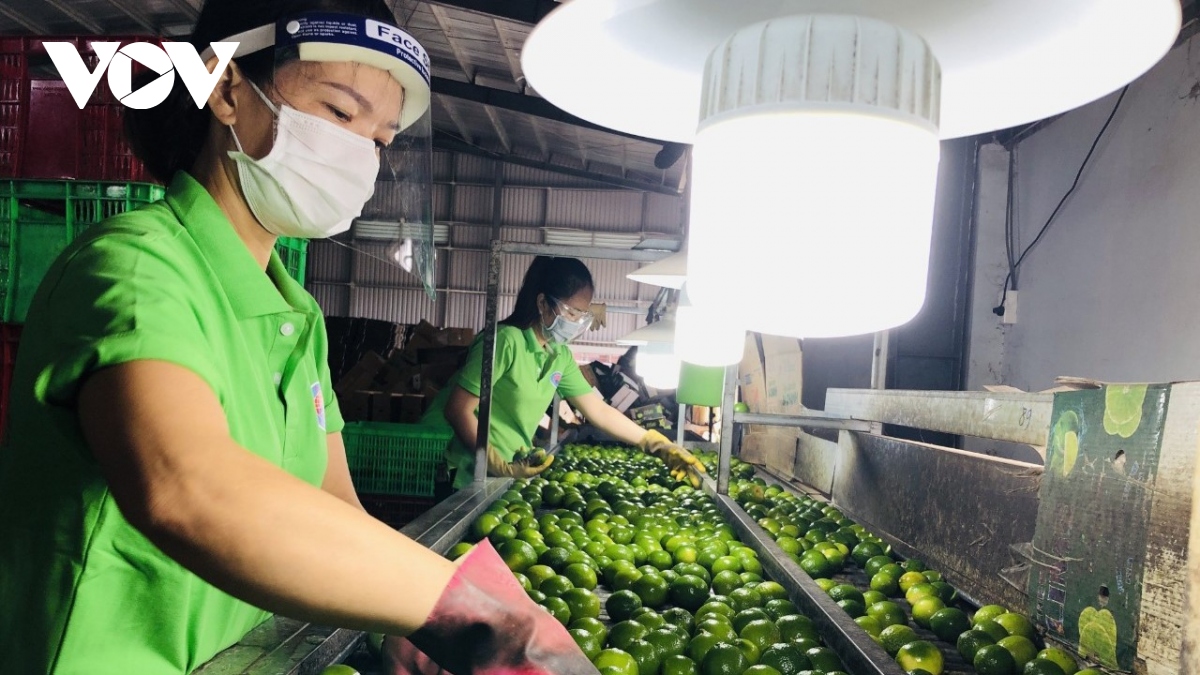 Long An mở đường cho xuất khẩu trái chanh trực tiếp sang Trung Đông - Ảnh 1