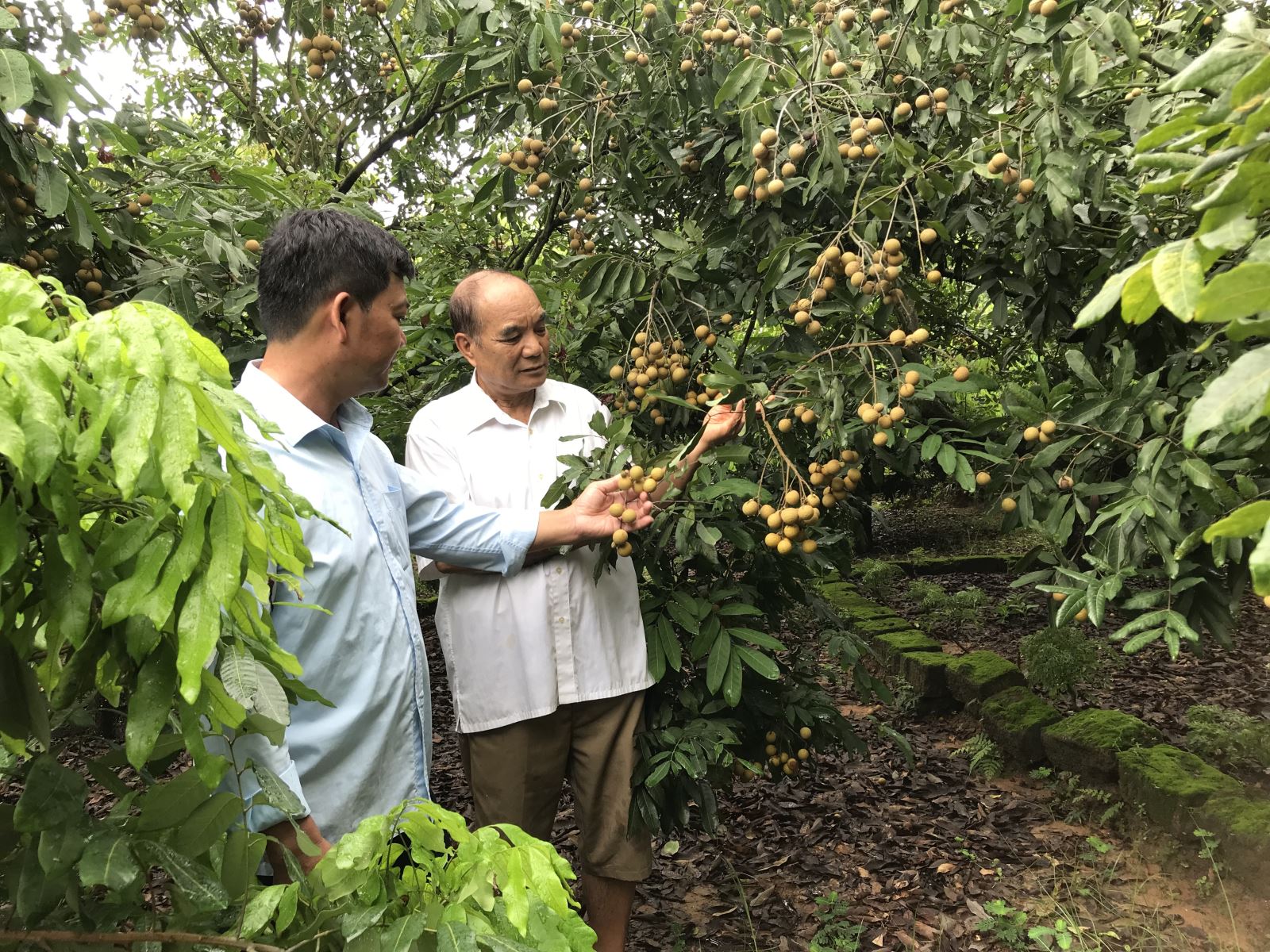 Nông dân Chí Linh mất mùa nhãn - Ảnh 1