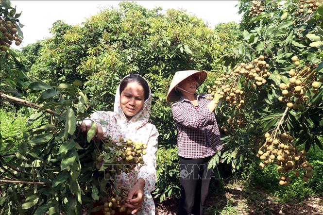 Thủ phủ nhãn lồng Hưng Yên khẩn trương cho vụ thu hoạch - Ảnh 2