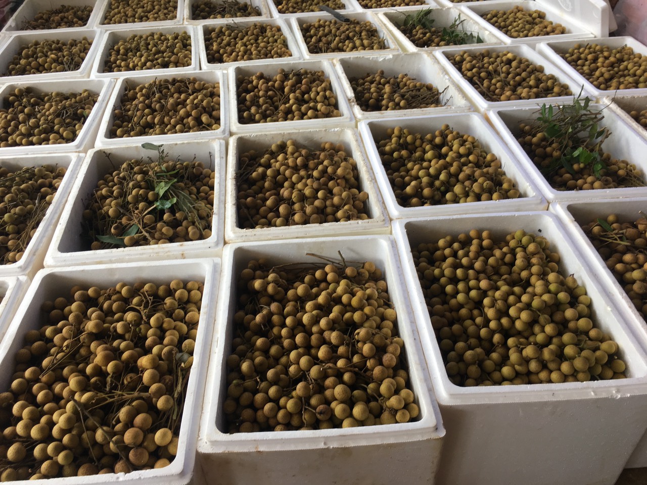 Giá nhãn Sơn La tăng kỷ lục lên hơn 50 ngàn đồng/kg - Ảnh 2