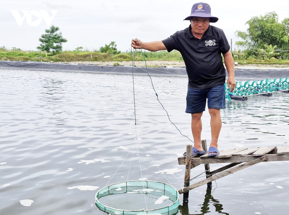 Quảng Nam được mùa nuôi tôm thẻ chân trắng - Ảnh 1