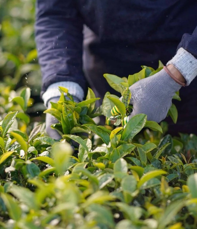 Thực hư 2 brand đồ uống Việt nổi tiếng nhất hiện nay đã về chung nhà, từ slogan đến cách PR cứ na ná nhau? - Ảnh 21