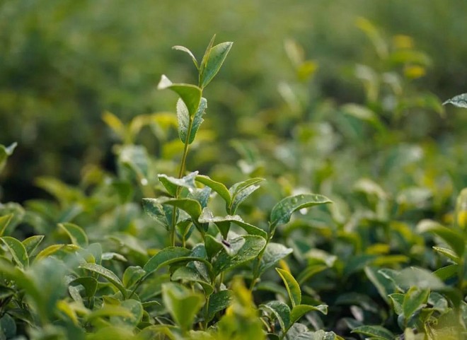 Thực hư 2 brand đồ uống Việt nổi tiếng nhất hiện nay đã về chung nhà, từ slogan đến cách PR cứ na ná nhau? - Ảnh 22