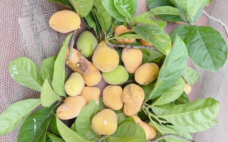 Loại quả có múi như mít nhưng kích cỡ "tí hon", xưa rụng đầy sân giờ thành đặc sản khó tìm - Ảnh 1