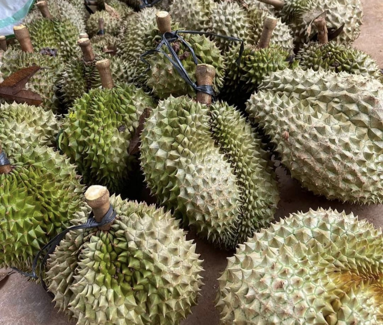 Nhà vườn xót ruột khi giá sầu riêng liên tục hạ - Ảnh 1