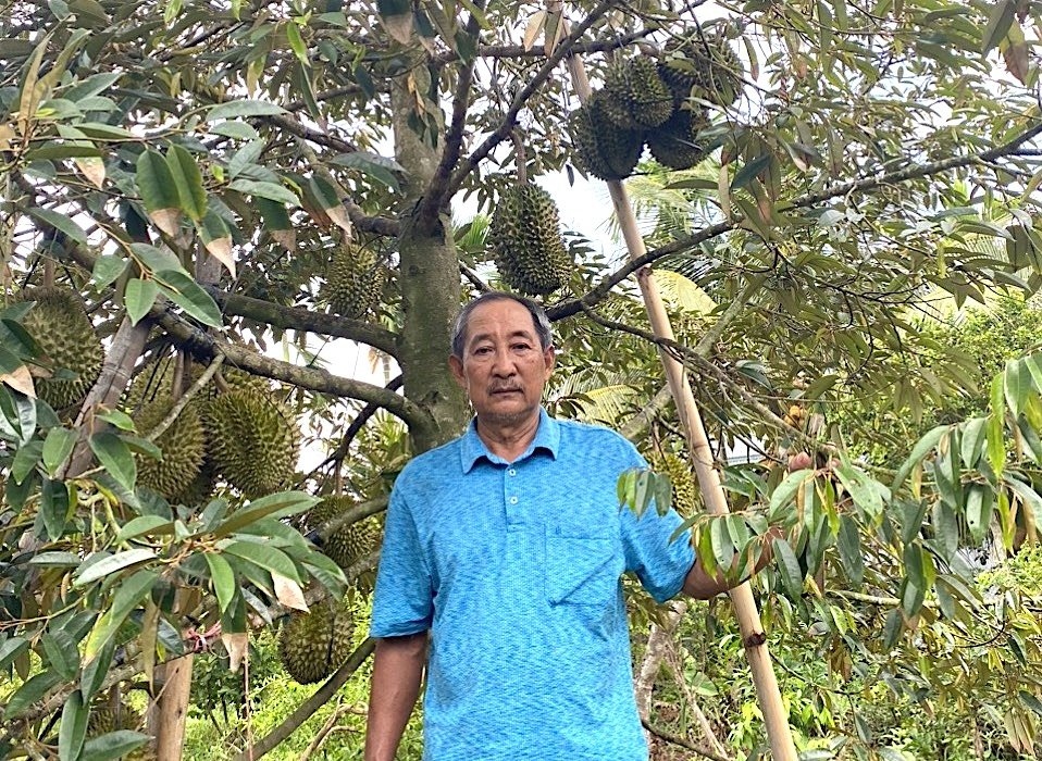 Nông dân Bến Tre sưu tầm giống sầu riêng mới ngon, dẻo lạ thường - Ảnh 1