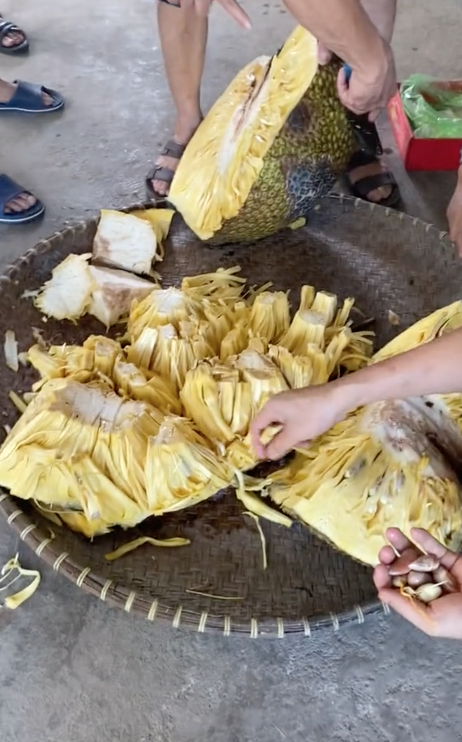 Chủ nhà bổ quả mít 54,5kg ở Hải Dương, múi mít bên trong gây ngỡ ngàng - Ảnh 3