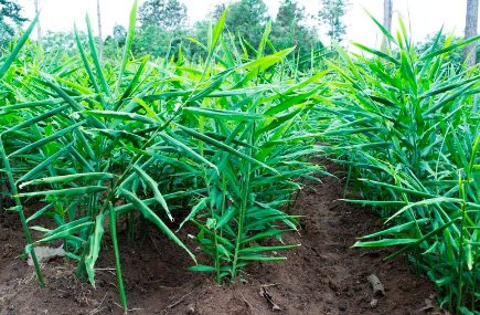 Việt Nam sở hữu một kho vàng dưới lòng đất, mang về hơn 33 triệu USD từ đầu năm, Nghệ An là thủ phủ sản xuất - Ảnh 1