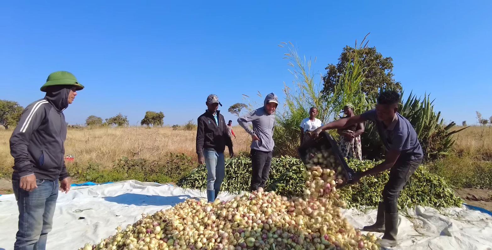 Loại củ bán đầy ở chợ Việt Nam với giá cực rẻ, sang châu Phi thành hàng hiếm được thương lái tranh mua như đặc sản - Ảnh 4