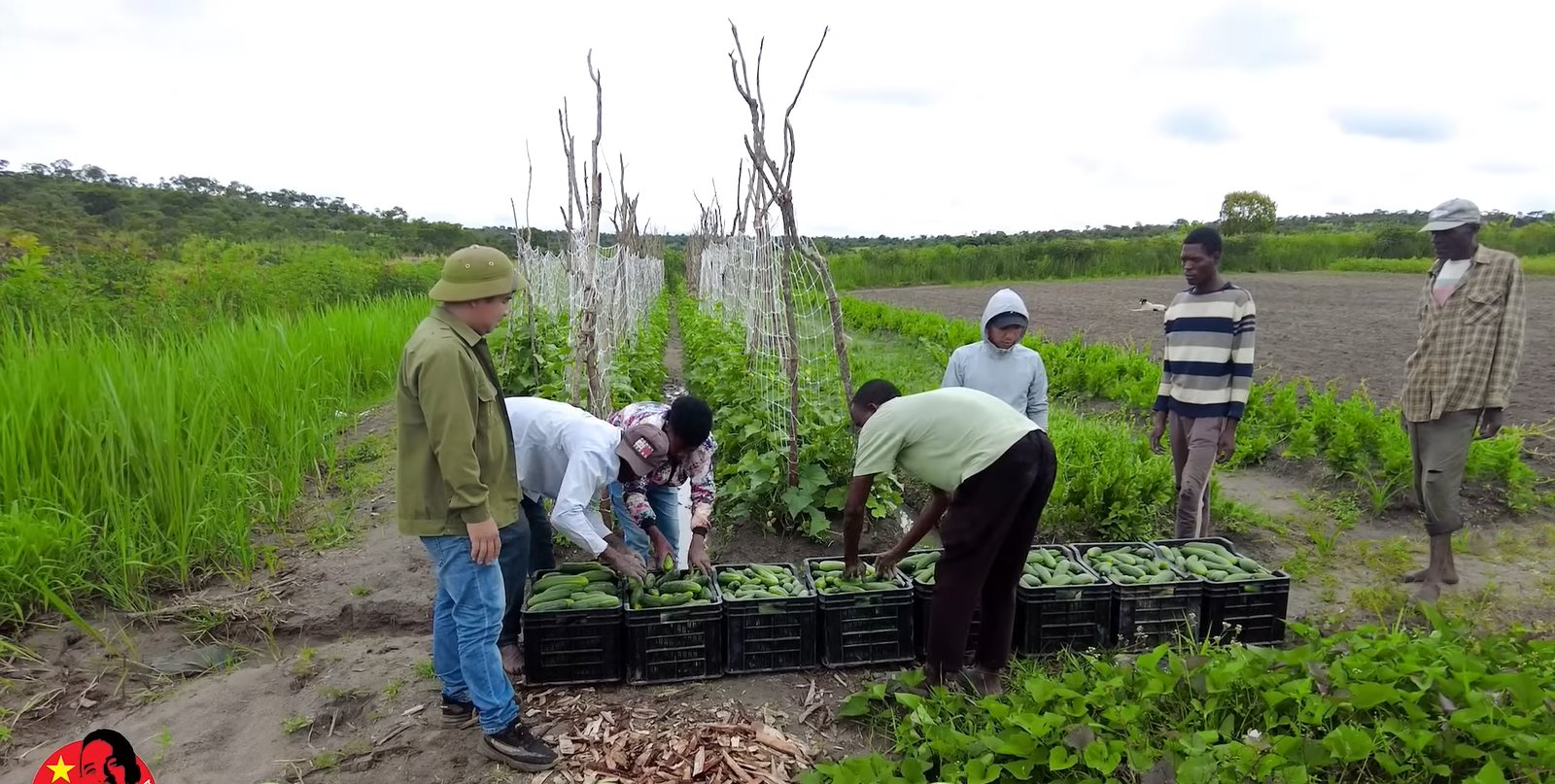 Trồng 'loại quả ngắn ngày' của Việt Nam giúp team châu Phi bội thu, 100% cháy hàng ngay khi vừa hái xuống - Ảnh 2