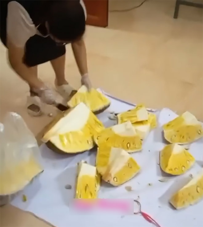 Bên trong quả mít 56kg ở Lạng Sơn: Tiết lộ thú vị từ người vinh dự được bổ mít - Ảnh 3