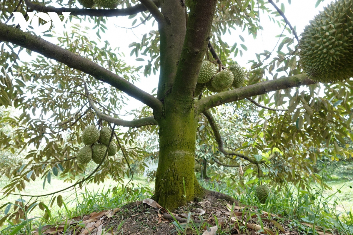 Sẽ xử lý nghiêm việc mua, bán sầu riêng non - Ảnh 3