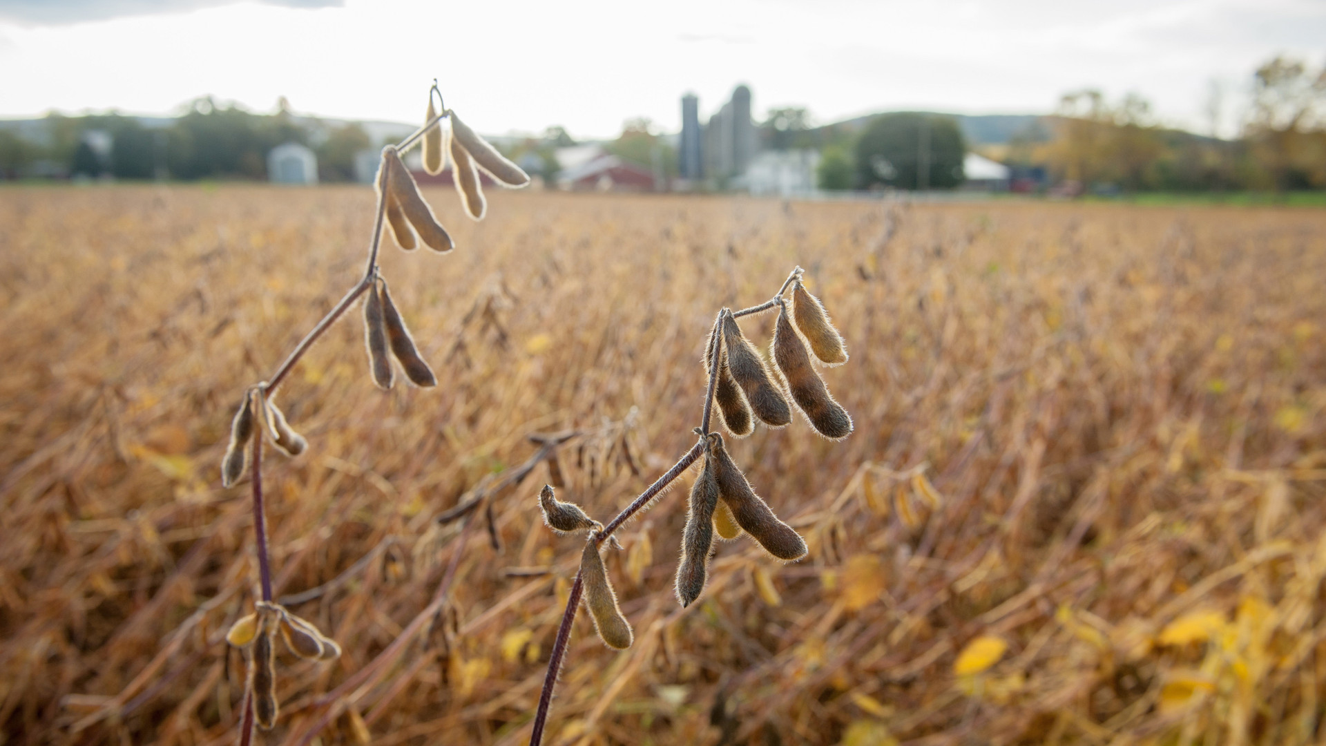 Cứu tinh từ Campuchia liên tục tràn về Việt Nam với giá rẻ: tăng nhập khẩu hơn 1.000%, nước ta tiêu thụ 2 triệu tấn/năm - Ảnh 1