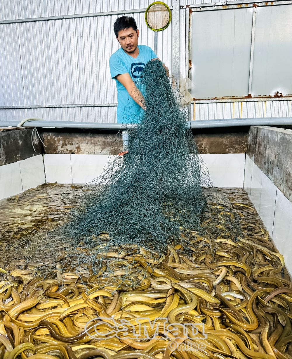 Nuôi loài có khả năng tự đổi giới tính, nông dân bỏ túi 2 tỷ/năm - Ảnh 1