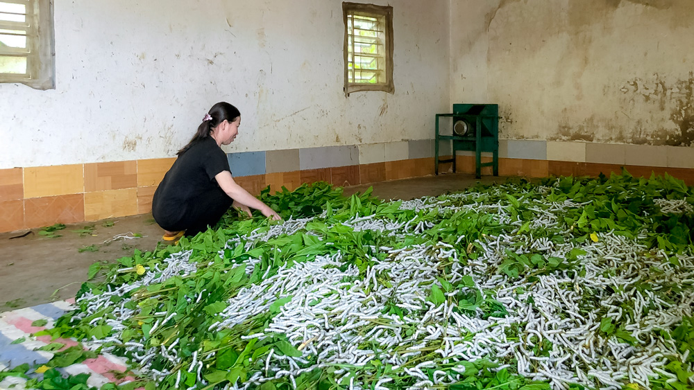 Nuôi 1 hộp côn trùng 20 ngày, nông dân lãi bằng nuôi heo cả năm - Ảnh 4