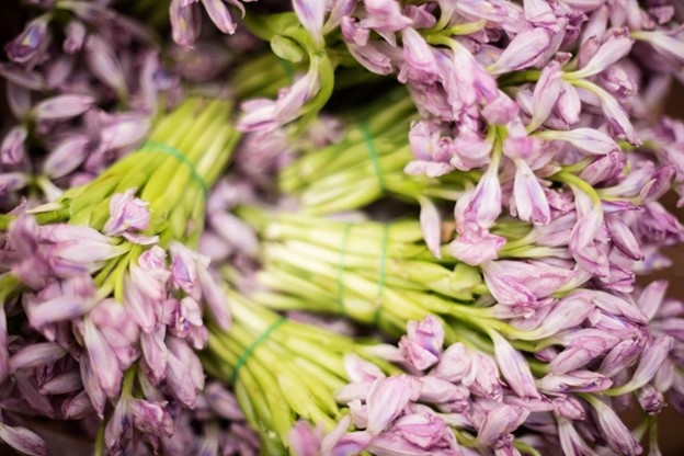 Loại cây người Việt vứt bỏ không tiếc lại là thuốc quý, cực đắt đỏ ở nhiều nước - Ảnh 1