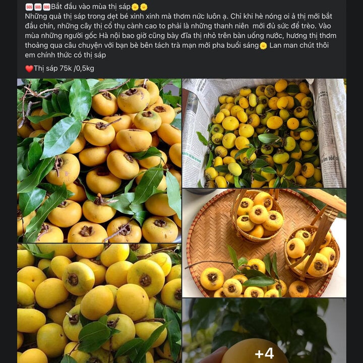 Khách lùng mua, thị sáp đầu mùa giá siêu đắt vẫn 'cháy hàng' - Ảnh 3