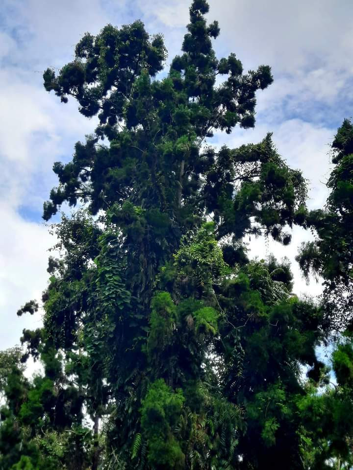 Quần thể 162 cây gỗ quý hiếm ở Việt Nam: Xuất hiện từ 10 triệu năm trước, 'núi tiền' cũng không mua nổi - Ảnh 4