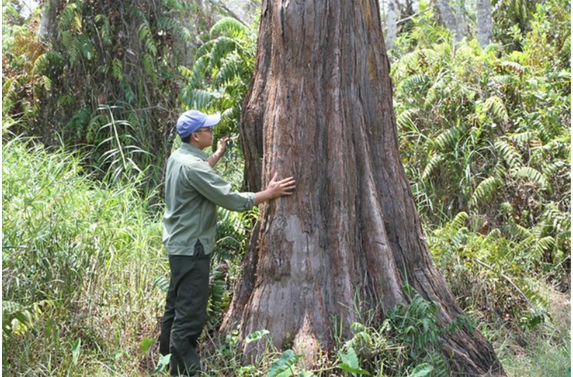 Quần thể 162 cây gỗ quý hiếm ở Việt Nam: Xuất hiện từ 10 triệu năm trước, 'núi tiền' cũng không mua nổi - Ảnh 1