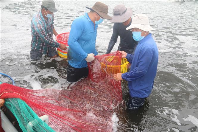 Giá tôm thương phẩm ở Bà Rịa-Vũng Tàu giảm mạnh - Ảnh 2