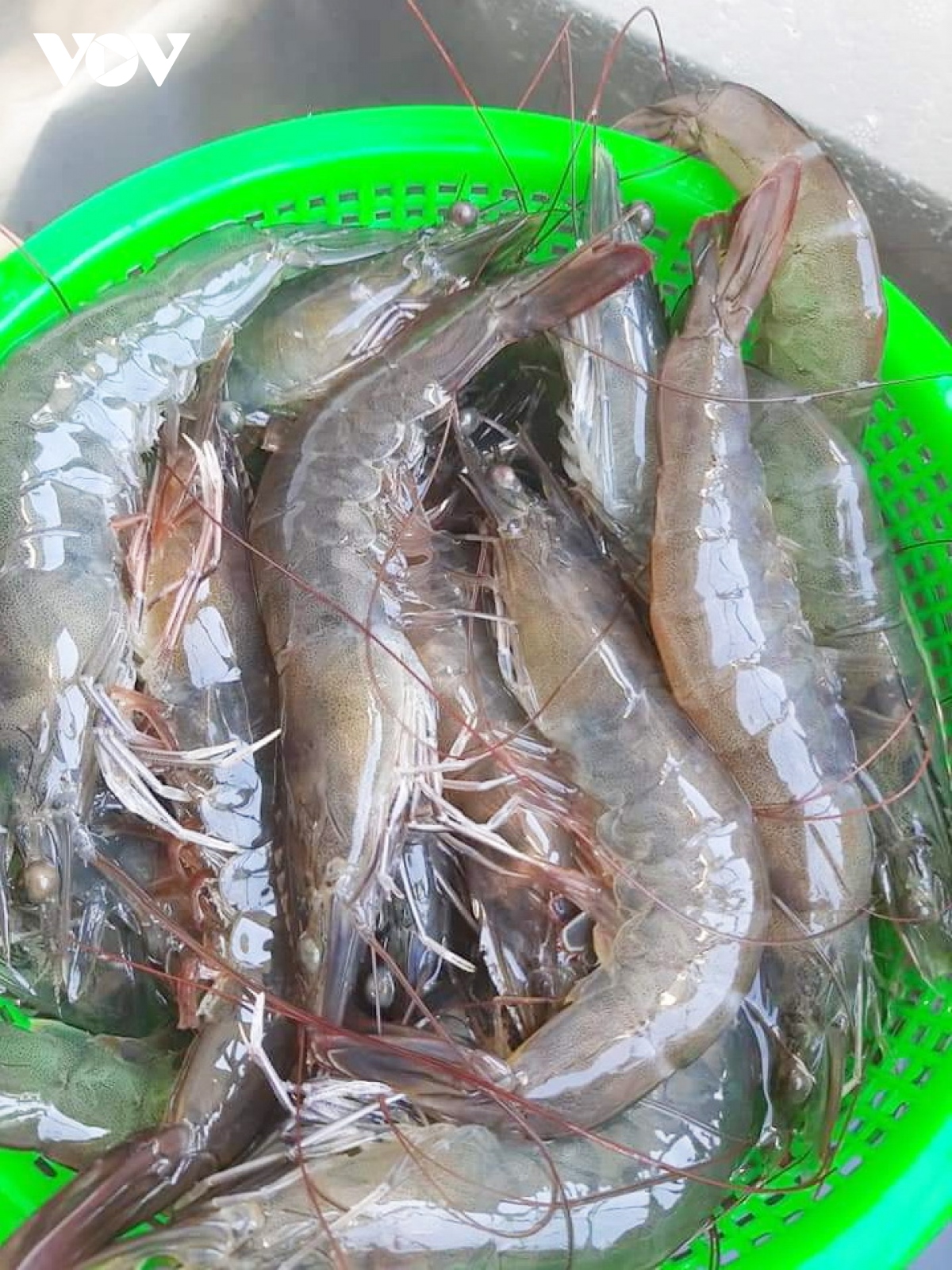 Quảng Nam được mùa nuôi tôm thẻ chân trắng - Ảnh 2