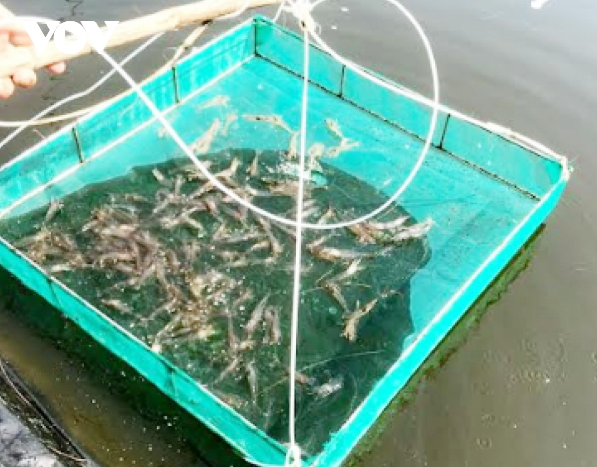 Quảng Nam được mùa nuôi tôm thẻ chân trắng - Ảnh 3